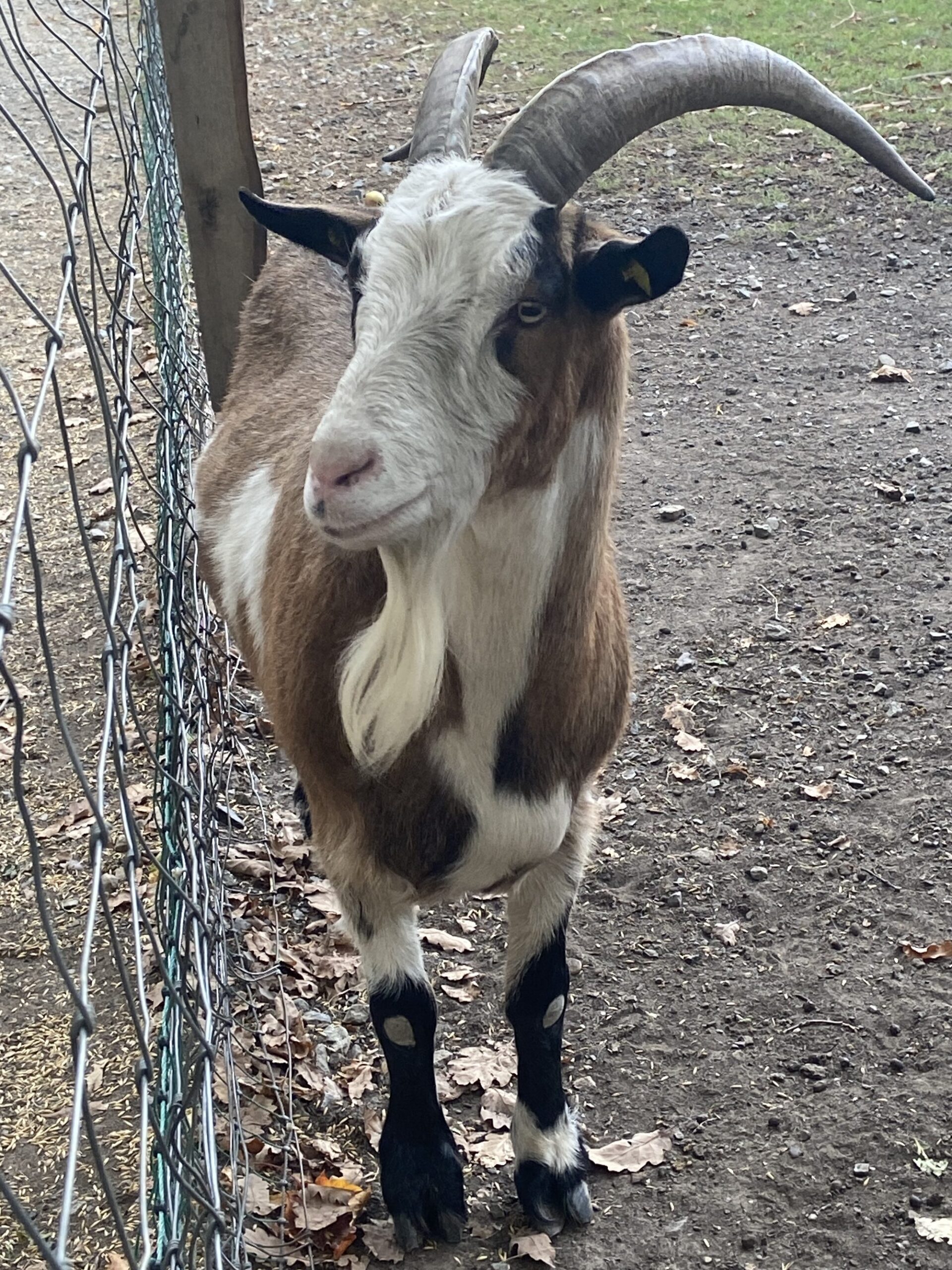Unsere Patenziege